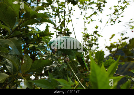 Green Parrot sits on the branches of trees, look into the camera Stock Photo