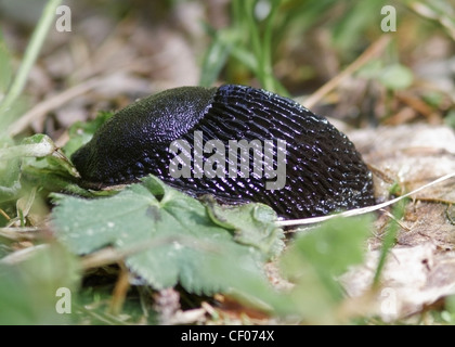 European black slug (Arion ater), also known as Black Slug, Black Arion or Large Black Slug Stock Photo