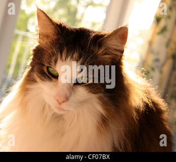 Norwegian Forest Cat, female, staring straight into camera Stock Photo