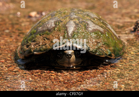 A Sonoran Mud Turtle, (Kinosternon sonoriense sonoriense), an endangered species, Sonoran Desert, Arizona, USA. Stock Photo