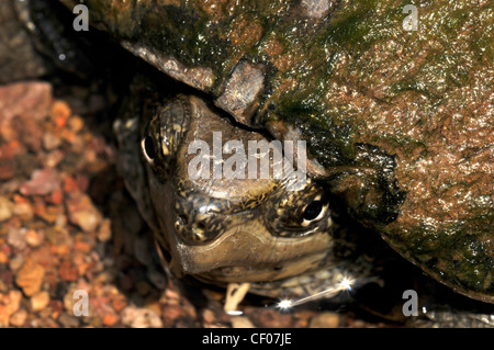 A Sonoran Mud Turtle, (Kinosternon sonoriense sonoriense), an endangered species, Sonoran Desert, Arizona, USA. Stock Photo