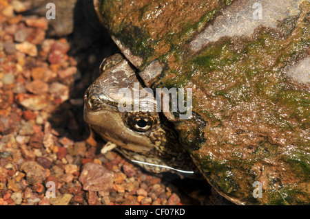 A Sonoran Mud Turtle, (Kinosternon sonoriense sonoriense), an endangered species, Sonoran Desert, Arizona, USA. Stock Photo