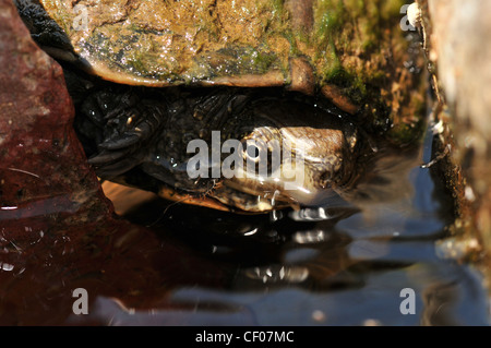 A Sonoran Mud Turtle, (Kinosternon sonoriense sonoriense), an endangered species, Sonoran Desert, Arizona, USA. Stock Photo