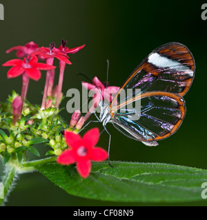 A Clearwing butterfly feeding Stock Photo