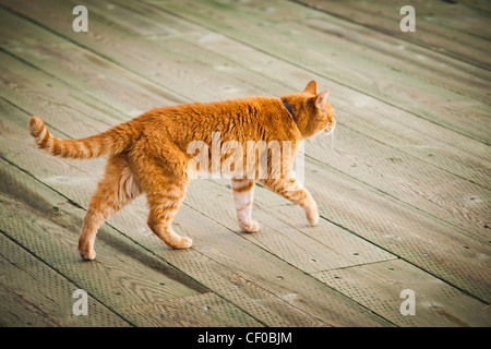 A cat walks on a boardwalk. Stock Photo