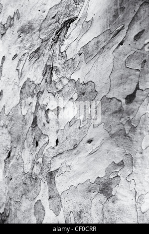 Eucalyptus pauciflora niphophila. Snow gum tree bark. Monchrome Stock Photo