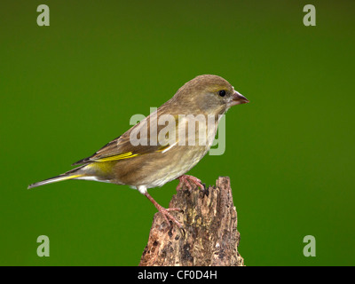 Female greenfinch perched on tree stump Stock Photo