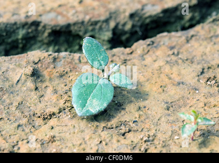 green plant growing from cracked earth Stock Photo