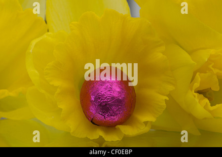 Coloured foil wrapped mini Easter eggs framed by a Daffodil Stock Photo