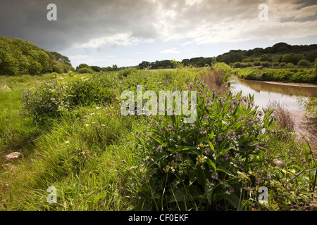 UK, England, Isle of Wight, Alverstone, Yar River Trail, borage and other wild flowers in lush water meadow Stock Photo