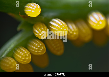 Cluster of Antiochus Longwing butterfly eggs Stock Photo