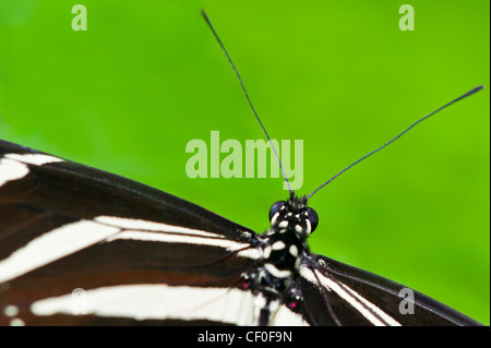 Zebra Longwing butterfly close-up Stock Photo