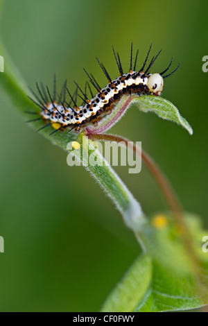 A larva of the Red Postman Stock Photo