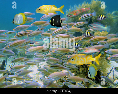 Tropical reef fish school, mostly striped parrotfish, underwater in the Caribbean sea Stock Photo