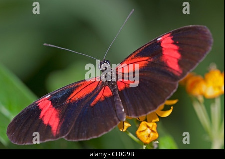 A Common Postman butterfly feeding Stock Photo