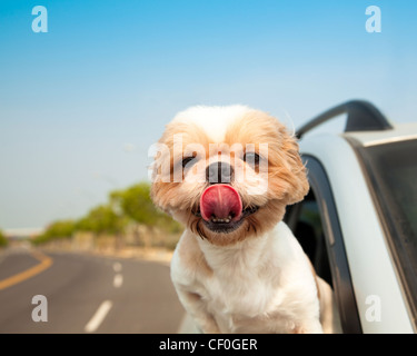 Dog in the Car Stock Photo