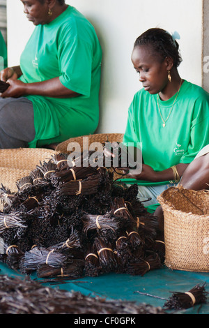 Preparation of vanilla in a factory in Antalaha, eastern Madagascar Stock Photo