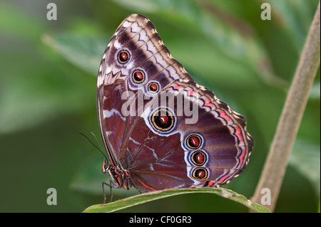 An adult Blue Morpho resting Stock Photo