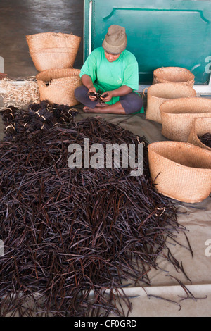 Preparation of vanilla in a factory in Antalaha, eastern Madagascar Stock Photo