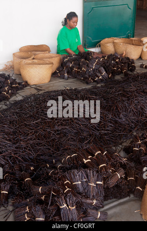 Preparation of vanilla in a factory in Antalaha, eastern Madagascar Stock Photo