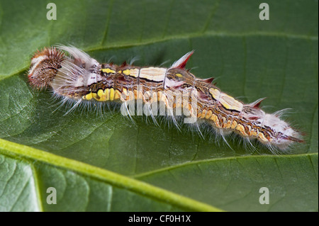A larva of the Blue Morpho butterfly Stock Photo