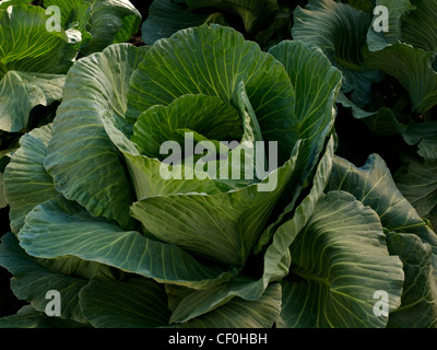 Green Cabbage Brigadier Stock Photo