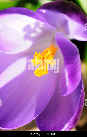 Close up of a purple Crocus flower showing its orange stamens Stock Photo