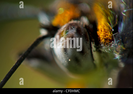 The head of an adult Common Sailor butterfly Stock Photo