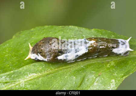 A larva of the Common Mormon butterfly Stock Photo