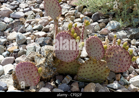 prickly pear cactus growing among the rocks in desert land of New Mexico, USA