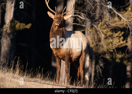 Elk (Cervus canadensis) also known as wapiti. Jasper National Park, Alberta, Canada Stock Photo