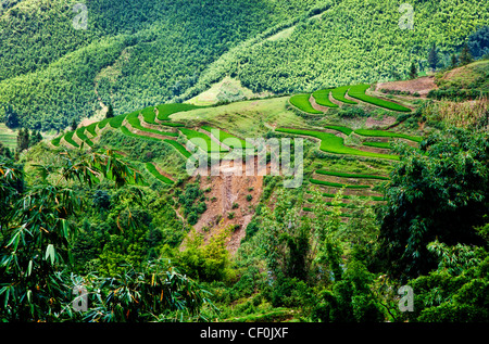 Rice terraces being farmed on th side of a hill near Sapa, Vietnam Stock Photo