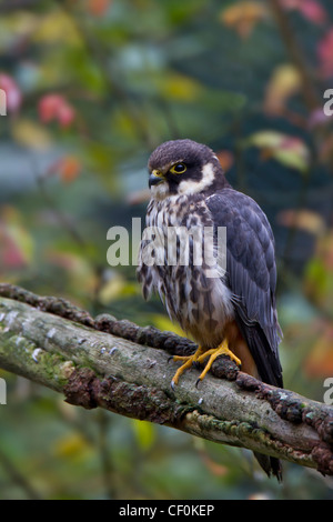Eurasian Hobby Falco subbuteo Baumfalke Falke Stock Photo