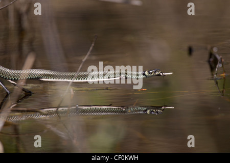 Ringelnatter, Natrix natrix, grass snake Stock Photo