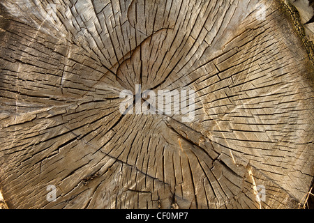 a wood tree at the intersection in nature, note shallow depth of field ...