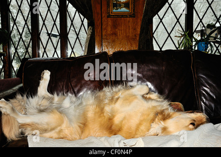 English Golden Retriever snoozing on leather sofa. Stock Photo