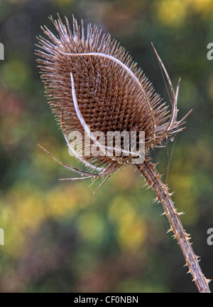 Teasal at Marbury country park Northwich flower with bokeh background. Stock Photo