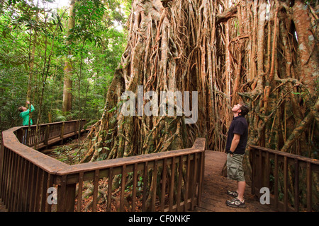 The giant fig tree on the Atherton Tablelands is a popular tourist destination in far north Queensland. Stock Photo