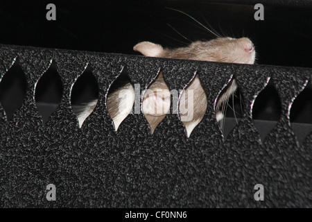 escaped rat inside fire guard Stock Photo