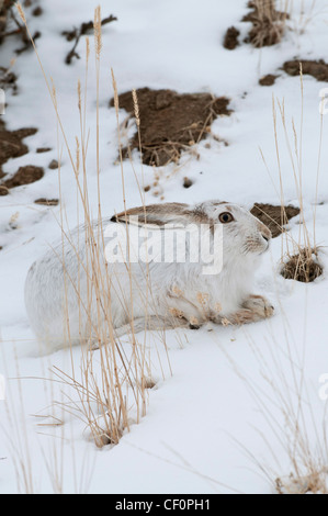 Stock photo of a white-tailed jackrabbit in winter pelage Stock Photo ...