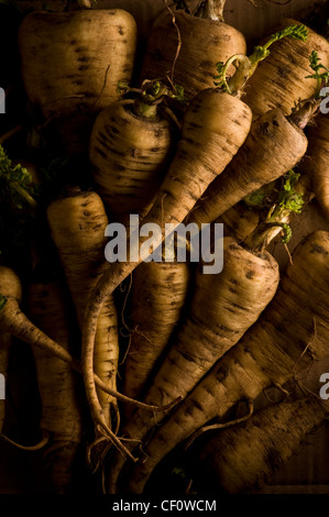 Unwashed parsnips freshly harvested Stock Photo