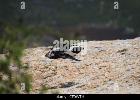 Sleepy penguin sunbathing on a rock Stock Photo