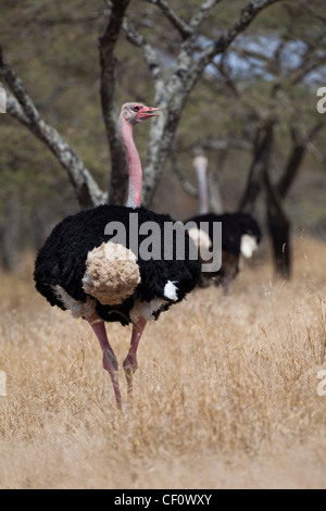Ostrich (Struthio camelus). Turning head around to look behind. Ethiopia. Largest sub-species.