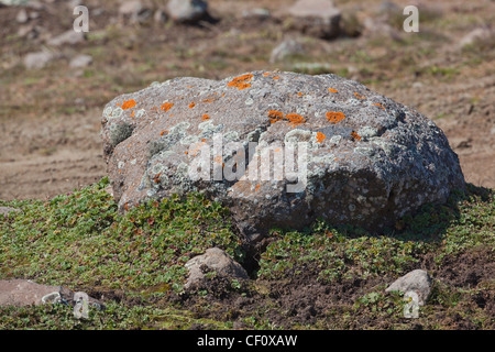 Lichen Species on a rock boulder. Bale Mountains. Ethiopia. Note refuge hole of Giant Mole Rat T.macrocephalus base of boulder. Stock Photo