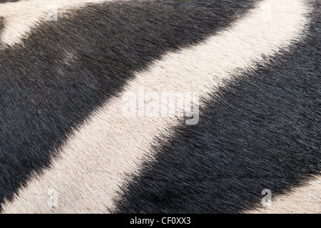 Closeup detail of zebra skin pattern background Stock Photo