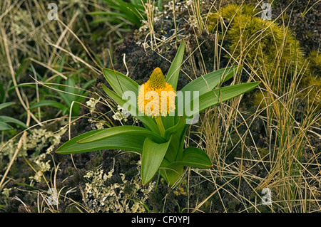 Bulbinella Rossii or Ross Lily Stock Photo