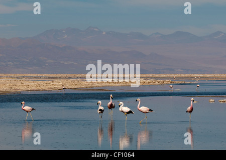 Chilean Flamingo, (Phoenicopterus chilensis), Laguna Chaxa, Salar de Atacama, Atacama Desert, Chile. Stock Photo