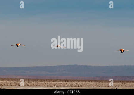Chilean Flamingo, (Phoenicopterus chilensis), Laguna Chaxa, Salar de Atacama, Atacama Desert, Chile. Stock Photo