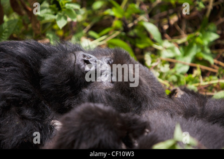 Rwanda, Vulcanoes National Park, Mountain Gorilla (Gorilla beringei beringei) Stock Photo