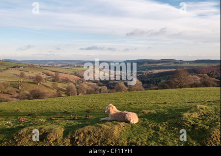 A rough coated lurcher dog on Stonewall Hill near Knighton, Powys, in the Welsh borders. The view south over the quiet Herefordshire countryside Stock Photo